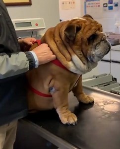 殺殺殺珞珞珞珞 credit : englishbulldogs.lovers #englishbulldogs...