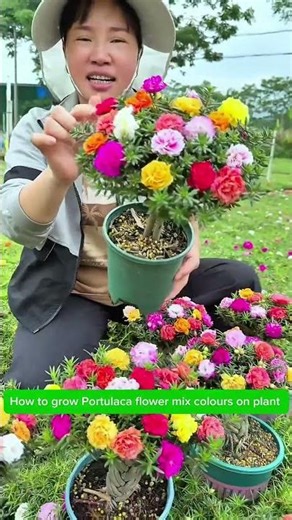 How to grow Portulaca flower mix colours on plant ☘️#flowers