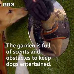 167K views · 3.7K reactions | How do you prepare a maltreated dog like a farmed puppy for a better life? A new "sensory garden" in Aberdeenshire is exposing rescued dogs to smells, sensations and other experiences they've never known before. | BBC Scotland News | Facebook