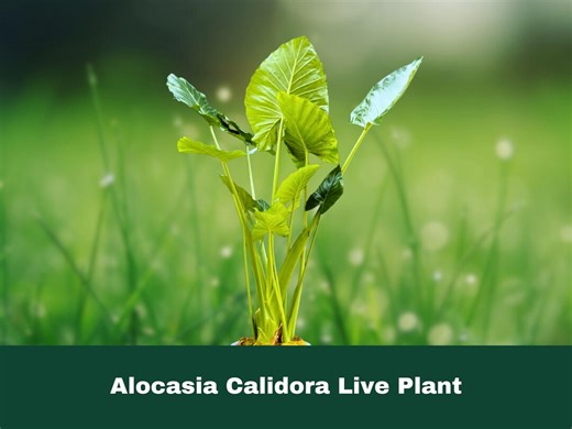1 Live Plant Alocasia Calidora 23 Inch Established Plant - Etsy