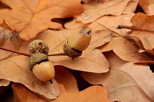 Best Leaf Blowers For Removing Acorns. A pro perspective