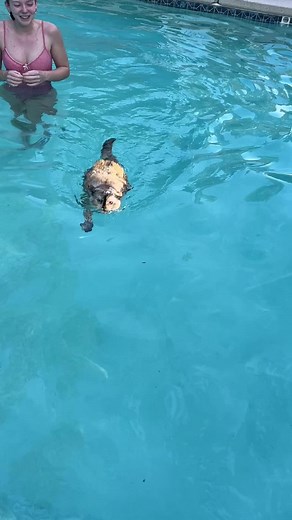 Chester’s summer swimming program has officially started!!! She is such a great swimmer and this is a great exercise that is easy on her joints and helps her get movement in! I am so proud of her!
