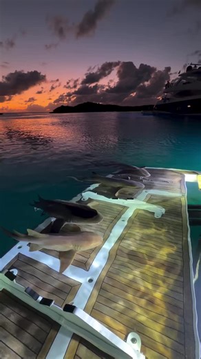 Sharking Lot: The Funniest Shark Clips Compilation