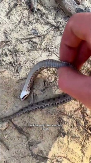 This Tiny Snake Has a Wild Defense Mechanism