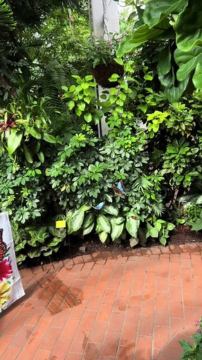 Something a little different on Duval 🦋🦋 #keywest #keywestflorida #floridakeys #thefloridakeys #keywestvacation #thingstodoinkeywest #visitkeywest #experiencekeywest