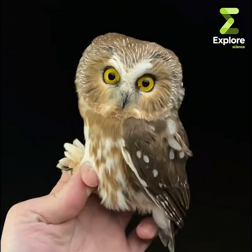 L'impressionnante rotation de la tête chez les hiboux et les chouettes. Pour plus de vidéos on vous invite à suivre Sean Graesser Conservation Photography | Explore Science