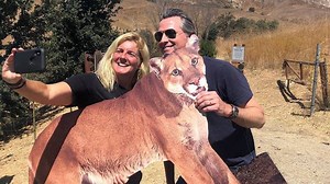 Gov. Newsom’s dad helped protect California mountain lions. Now his son faces the fallout