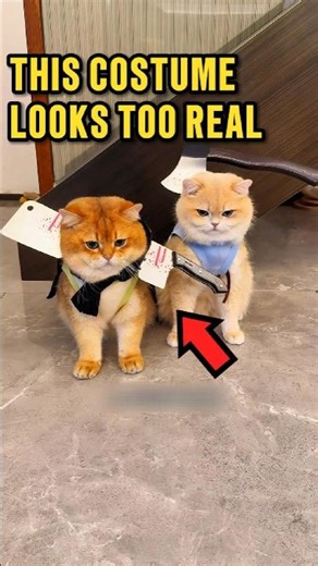 This Cat's Halloween Costumes Are Next Level ❤️😆