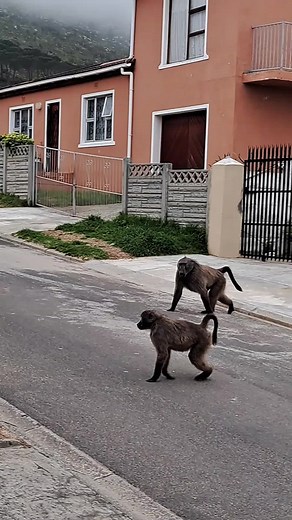 Baboons Foraging in a Suburban Neighborhood