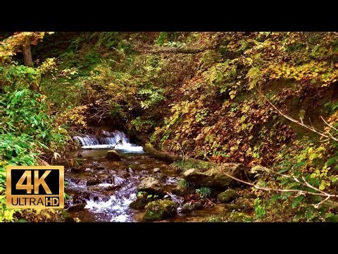 4K【自然環境音：ASMR】美しい秋の渓谷- Nature Sounds 【日本の美】｜バイノーラル録音による究極の臨場感【# 111】
