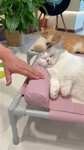 The Ultimate Cat Bed Your Pets Will Obsess Over #catbed #pets