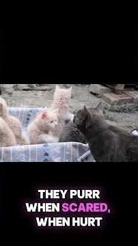 Why Cats Purr at Healing Frequencies