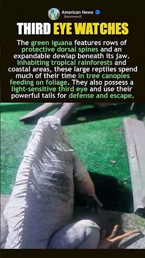 GREEN IGUANA LOOKS LIKE A MINI DRAGON