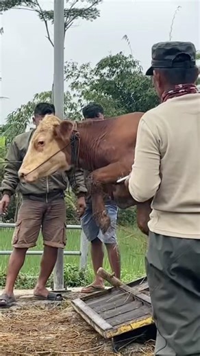 Penurunan sapi qurban 2026