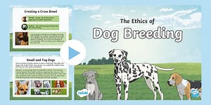 KS2  National Pet Month: The Ethics Of Dog Breeding PowerPoint