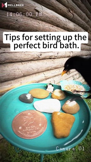 DIY Bird Bath: Simple Natural Design
