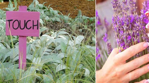 Need a relaxing escape? Sensory gardens could be a therapeutic option.