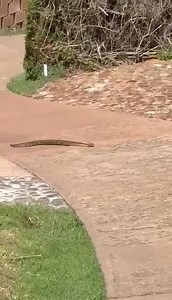 614K views · 3.4K reactions | Meanwhile at Pinnacle Point Golf Estate, Western Cape The snakes brakes don't work lekker... Shared via Messenger (owner unknown) | We Are South Africans | Facebook