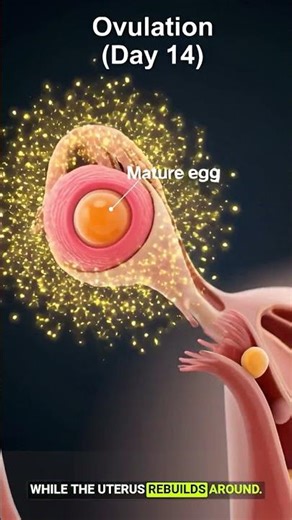 Female Period Cycle Explained in 3D Animation – Complete Guide