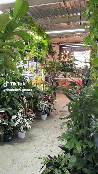 Come plant shopping with me at @Found Things Plant Shop 📍 Syracuse, NY #plant #plants #plantaddict #plantsoftiktok #planttok #planttoktips #propagation #anthurium #houseplants #gardening #leaf #tiktok #fyp #plantlover #planttips #crazyplantlady #plantstore #syracuse #syracuseny