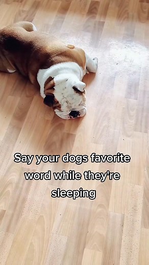 Say your dogs favourite word while they're sleeping 😁 | BulldogPabs