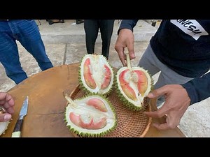DITEMUKAN LAGI DURIAN MERAH DI LUMAJANG.