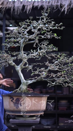 Karakter kuat, natural, dan beda dari yang lain 🌳 Bonsai Brazilian Rain Tree – size Large dengan batang unik dan alur natural yang langsung mencuri perhatian. ✔️ Karakter batang kuat & artistik ✔️ Ukuran large, tampil dominan ✔️ Look natural, berkelas Bonsai yang langsung jadi pusat perhatian di taman atau koleksi kamu. Siap dipinang sekarang. 🌿 📩 DM atau WA 082237603617 #bonsai #brazilianraintree