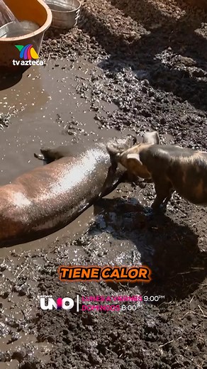 38K views · 1.3K reactions | Con este frío, hay que aprovechar estos ratitos de sol. ☀️ Lunes a viernes 9:00 p.m. por Azteca UNO⁣⁣⁣⁣ Domingo La Gala 8:00 p.m. por Azteca UNO⁣⁣⁣⁣ ⁣⁣⁣⁣ #LaGranjaVIP  Transmisión 24/7 en #DisneyPlus, vive la experiencia completa. | La Granja VIP México | Facebook