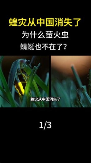 蝗灾从中国消失了，为什么萤火虫、蜻蜓也不在了？