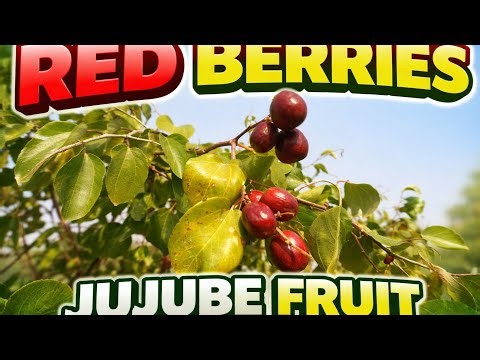 Red Jujube Berries on Tree | Fresh Wild Red Berries from Nature