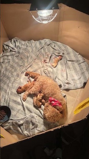 Stop growing so fast! 😭📈 (Day 4) #shorts