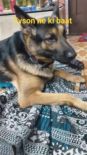 Tyson ne khaya jhinga 😱.#funny,#tyson vlogs #pets #jinga chewing #dog masti #shorts #youtube