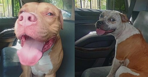 BSO deputy forced to open fire after man attacked by dogs, authorities say