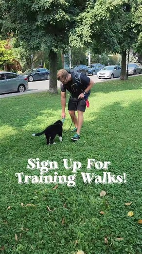 Imagine your Dog Walker was a Professional Trainer? Training Walks are a 1-hour service made to support the training you're already doing with us. One of our trainers will come by to work one-on-one with your dog, focusing on leash manners, reactivity, and basic obedience. We’ll run through the drills you’ve been assigned and adjust based on how your dog is doing that week. Each session includes around 50 minutes of hands-on training, plus a few minutes at the start to check in and at the end to