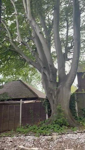 Sentinel ultrasonic bird and pigeon repeller (customer video)