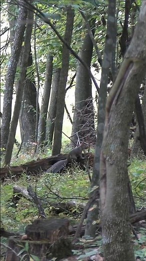 Squirrel hunting with a 36 cal. Muzzleloader