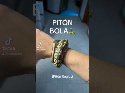 Pet Ball Python. An exotic snake ideal for beginners.🐍