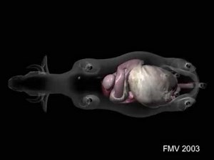 Left Displacement of the abomasum (LDA) - Ventral View