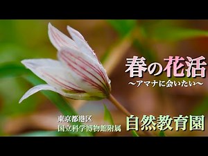 [National Museum - Nature Education Garden] March Spring Flower Viewing Part 2 There are such won...