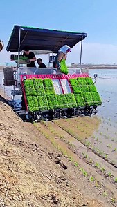 1.7K reactions · 46 shares | rice planting machine japan  . . . . . . . . . . #shorts #ricefarming #agriculture #agriculturemachine #paddytransplanter #ricefarmingmachine #yanmar | 혽홡홪홚 혾홝홚홢홥 | Facebook