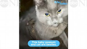 Baby possum and cat share adorable bond