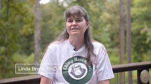 Chimp Haven is 30! What started as the dream of a few individuals has grown to become the world's largest chimpanzee sanctuary, home to hundreds of former research chimps. We are so excited to celebrate this milestone and all the incredible stories you've helped make possible at Chimp Haven. Join us throughout the year as we commemorate the people, moments, and chimps who created thirty years of the Chimp Life. 💚 | Chimp Haven