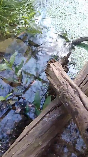 Babbajin park wildlife shelter she got IT Eastern long neck turtle | Tony Woolley