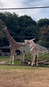 How on earth did he do that?! 🦒 | Furry Tails