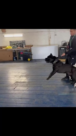 Cane Corso Protection Training Guide
