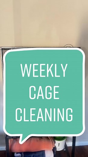Budgie Cage Cleaning Routine - 1 Hour Transformation | Parakeet Care Tips