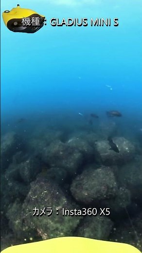 [速報]メバリングの季節到来！！どこよりも早いメバルの接岸の瞬間を水中ドローンで撮影！#大阪湾 #メバル #メバリング #水中ドローン #水中映像#ROV #釣り #Shorts