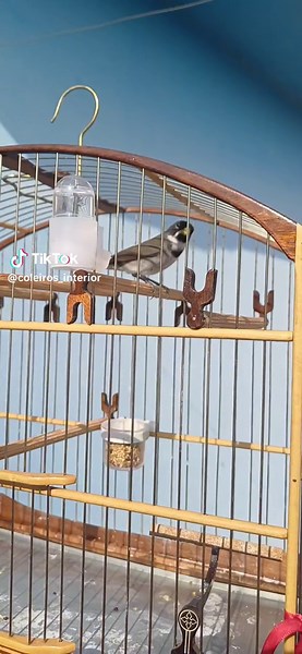 aqui só canta em casa mesmo iai? kkkkk #catireiros #coleiros #passarinheiros #papacapimdosmeussonhos #criarepreservar