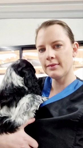 Leah - Topiary Dog (@topiarydogau)’s videos with original sound - Leah - Topiary Dog