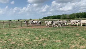 2.8K views · 247 reactions | Beef type yearling bulls on the J.D. Hudgins Ranch. The pedigrees of these young herd sires are filled with world famous bloodlines such as Liberty 847/5 , Lawford 616/6, Elliott 761/2 and Echo 237/1. These thick muscled JDH prospects have a great disposition to go along with their superior genetics. #jdhudgins #JDH #Genetics #beef #Manso | J.D. Hudgins Inc. | Facebook